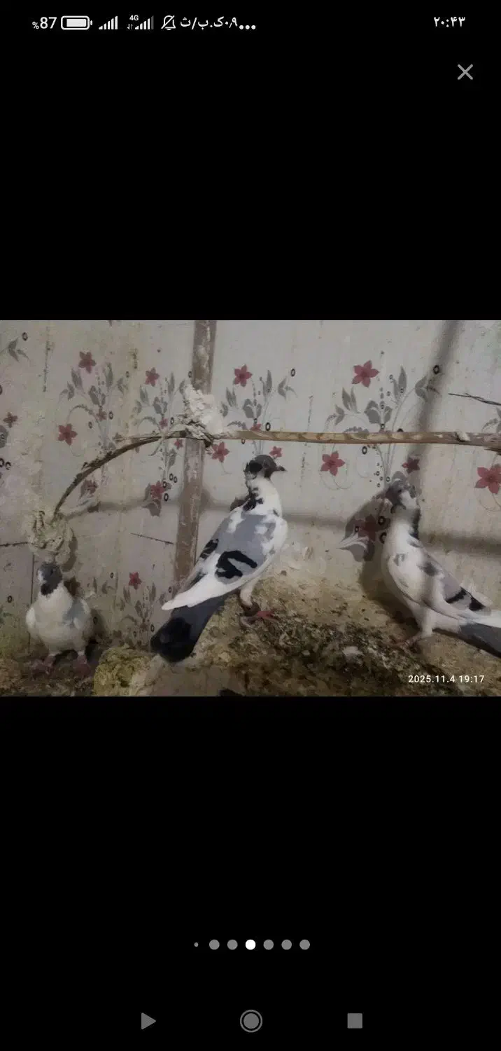 دوعدد ابلغ کرمانی تمیز|پرنده|سراوان, |دیوار