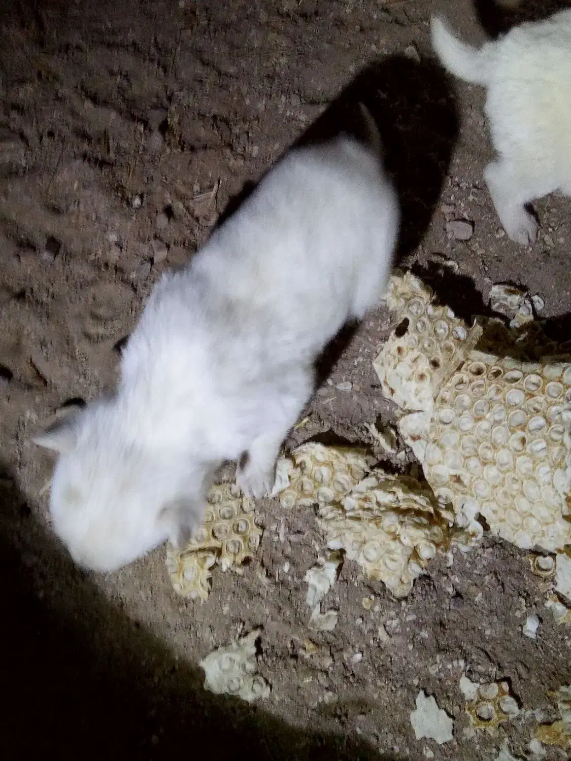 واگذاری پا کوتاه|سگ|سراب, |دیوار