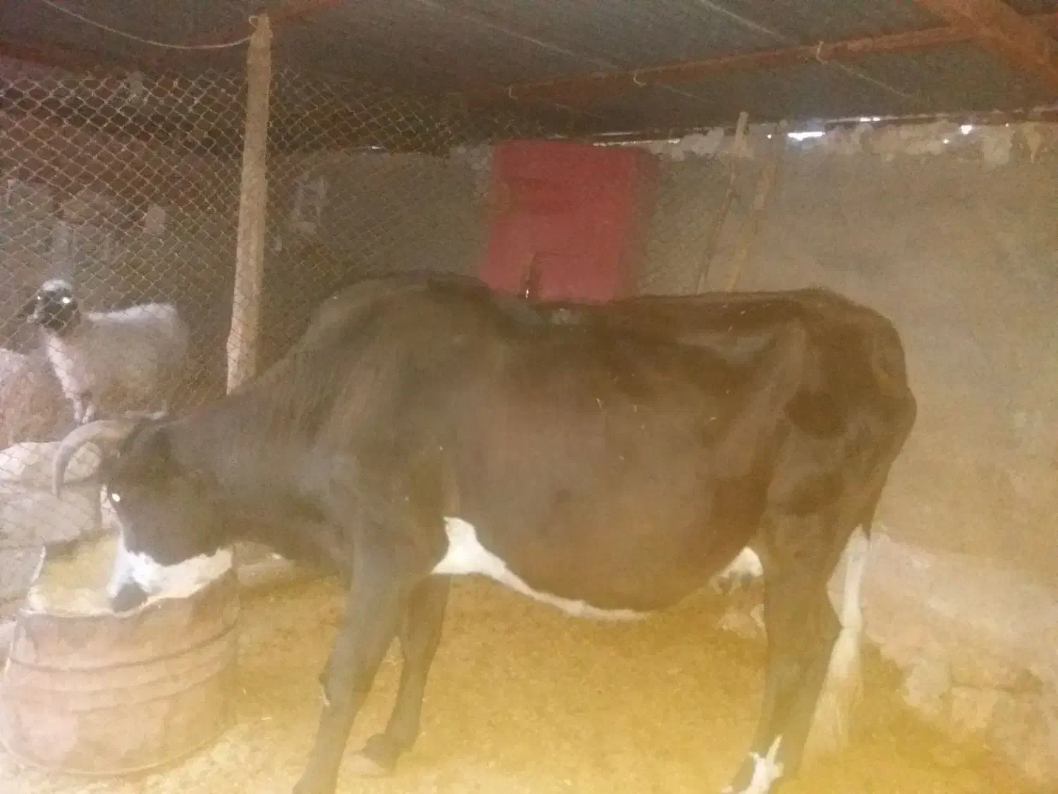 گاو آبستن شیش دانگ|حیوانات مزرعه|دره شهر, |دیوار