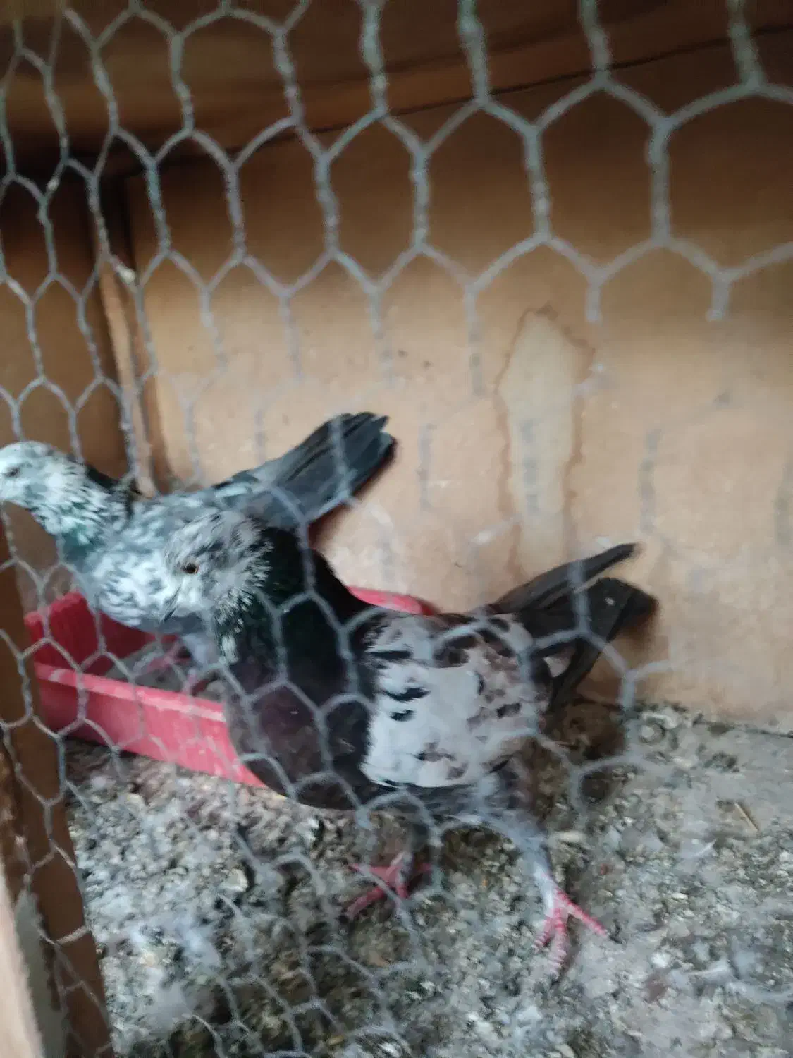 سوسکی|پرنده|نسیم‌شهر, |دیوار