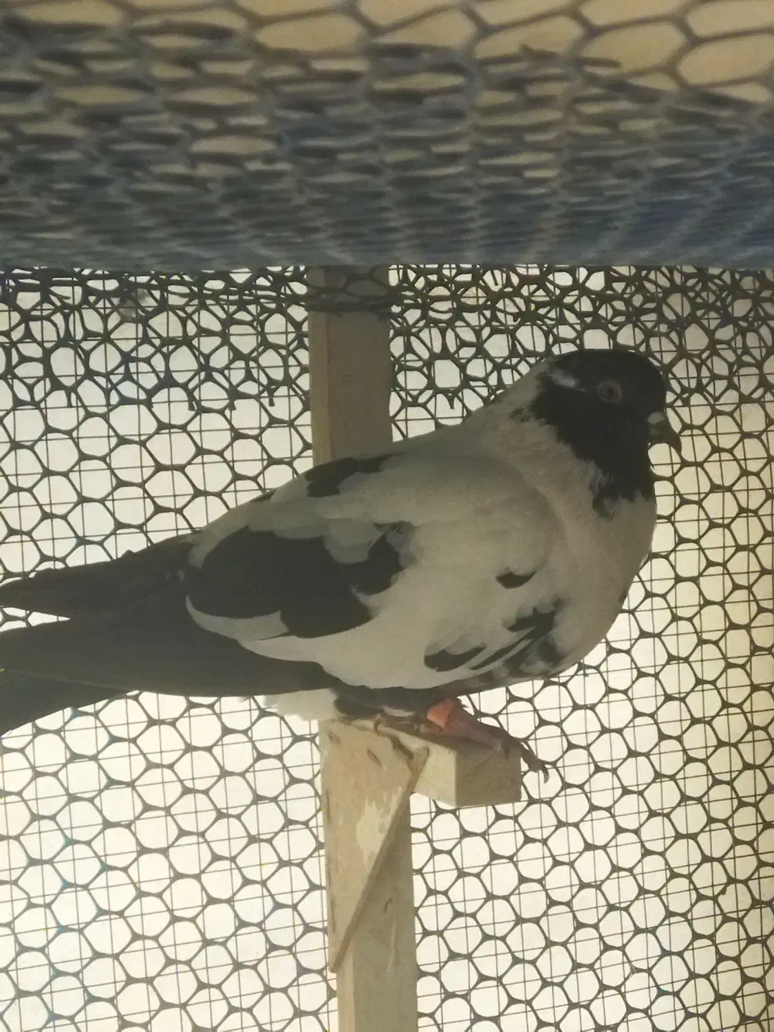 کفتر پلنگ افغانی و طاووسی|پرنده|مشهد, امیریه|دیوار