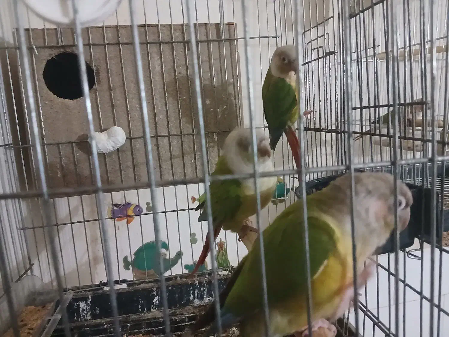 چند جفت گرینچیک مولد|پرنده|میبد, |دیوار