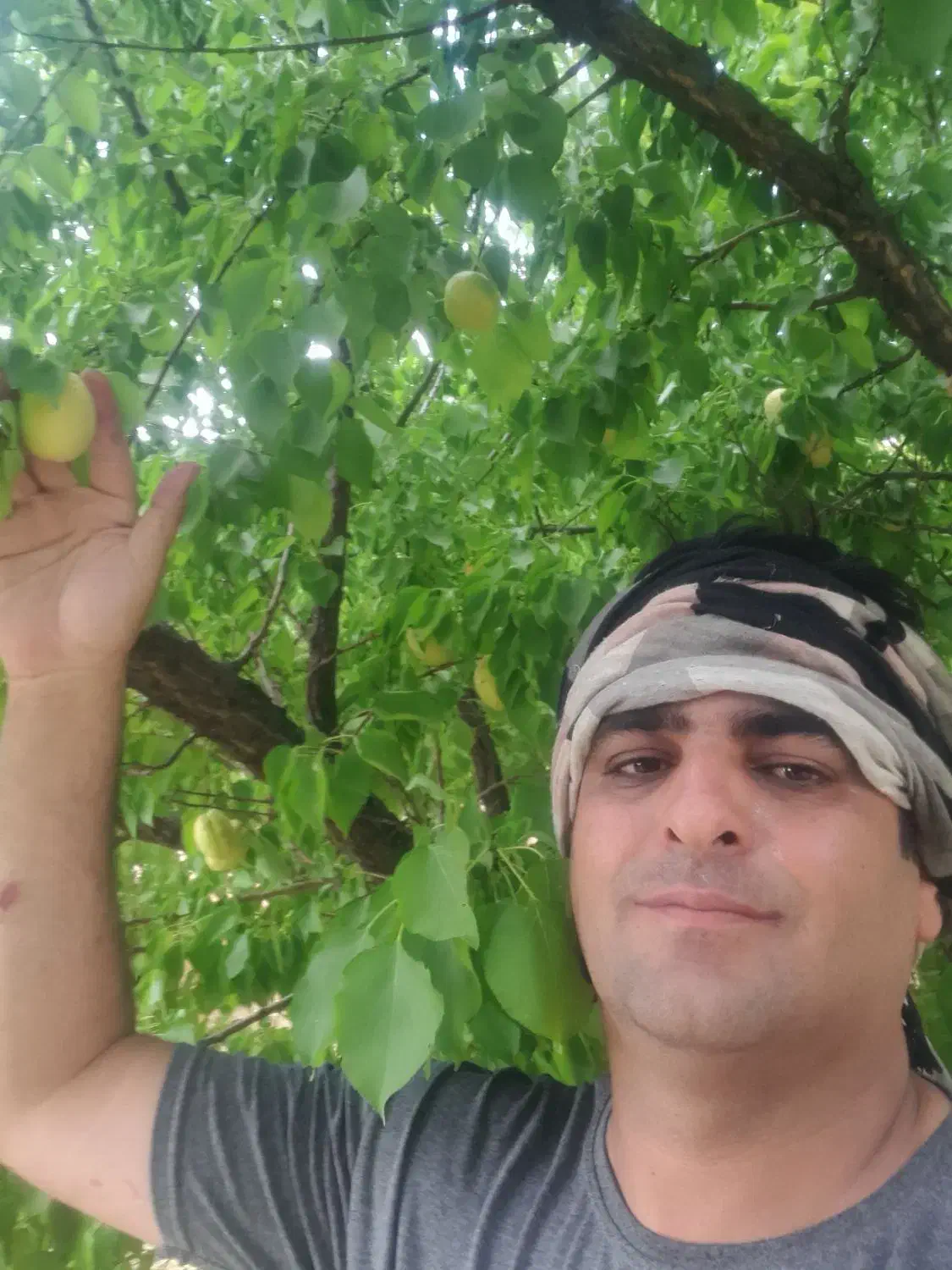 باغ ۱۵ ساله کامل با برق فنس کشی کامل و نگهبان|فروش دفتر صنعتی، کشاورزی، تجاری|دورود, |دیوار