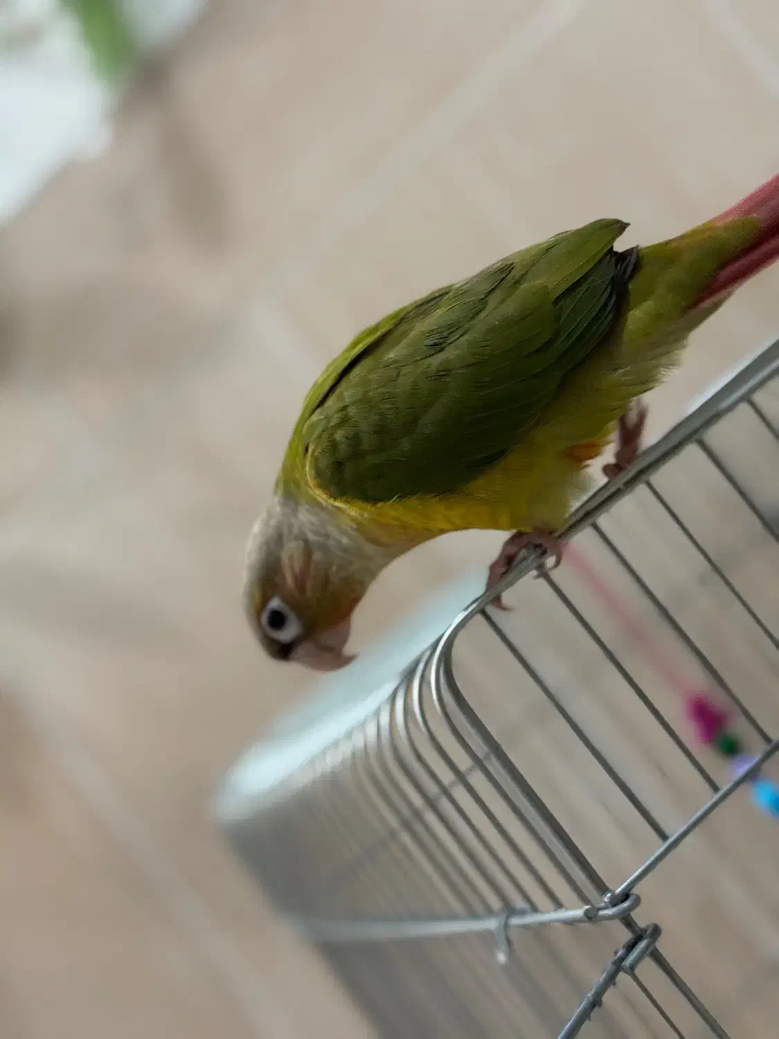 پرنده گرین چیک|پرنده|بندر دیر, |دیوار