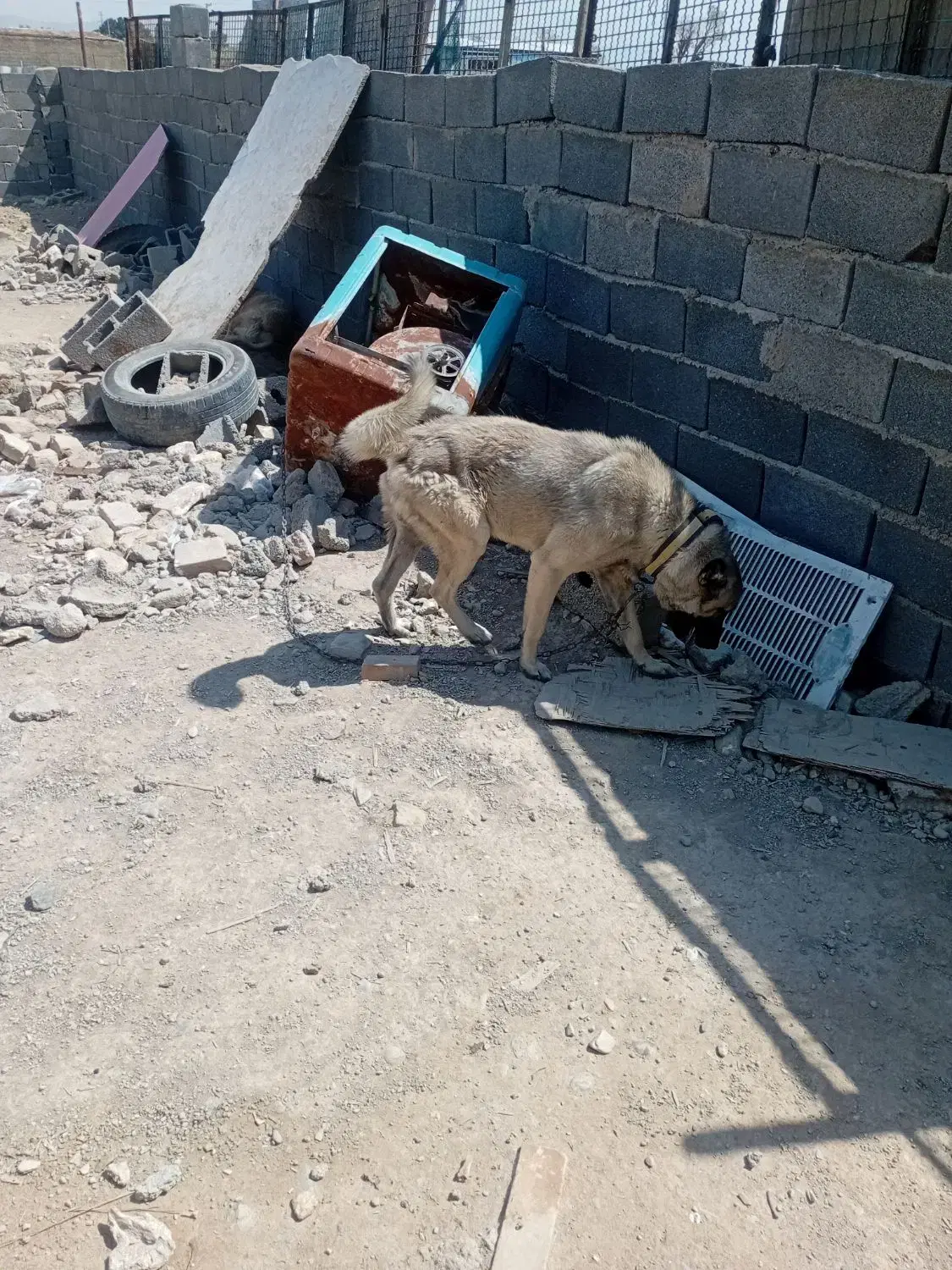سگ سرابی|سگ|کهریزک, |دیوار