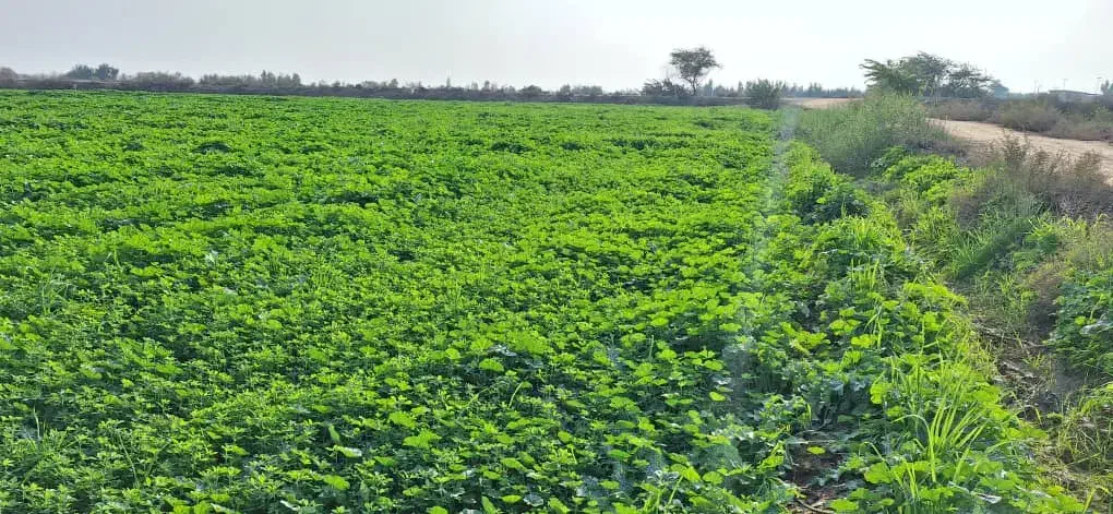 یونجه|خدمات باغبانی و درختکاری|سوسنگرد, |دیوار