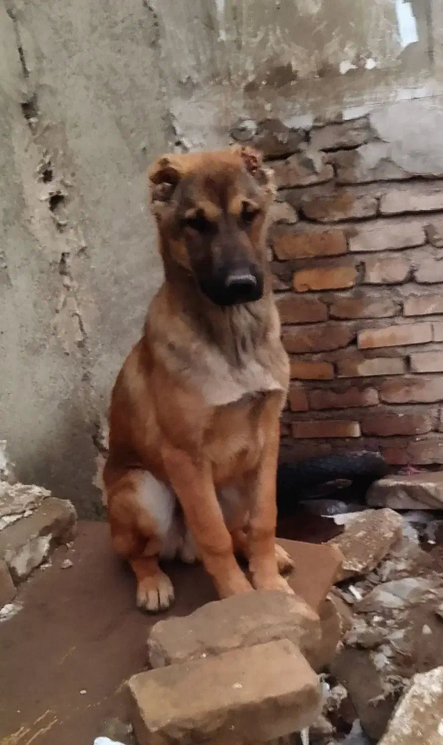 چهار تا توله سرابی|سگ|صفادشت, |دیوار