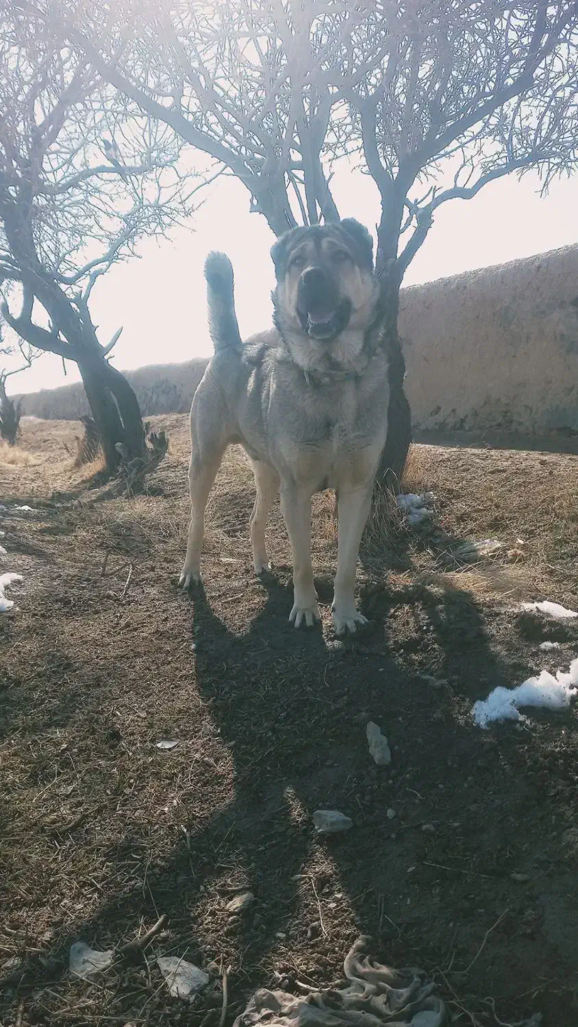 واگذاری سگ سراب|سگ|شازند, |دیوار