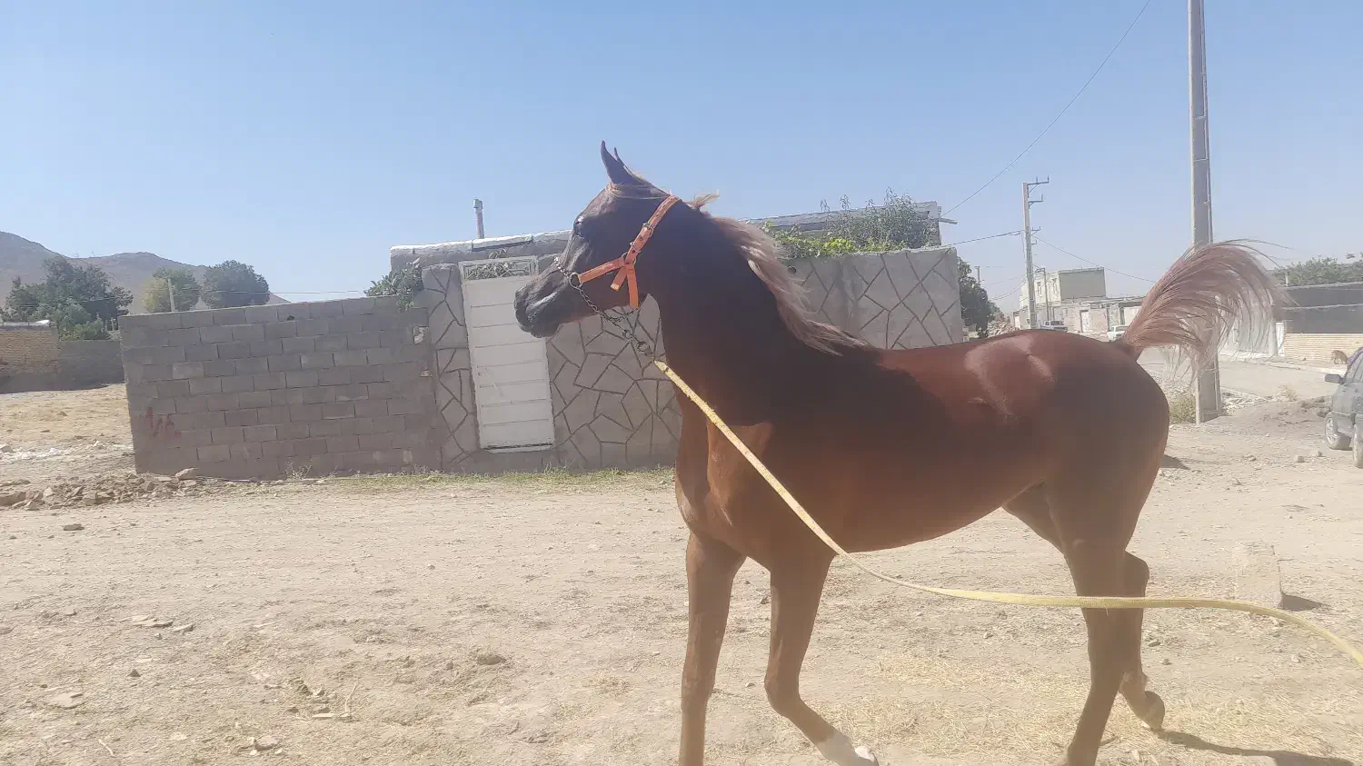 اسب دو سر وارداتی|اسب و تجهیزات اسبسواری|تهران, جوادیه|دیوار