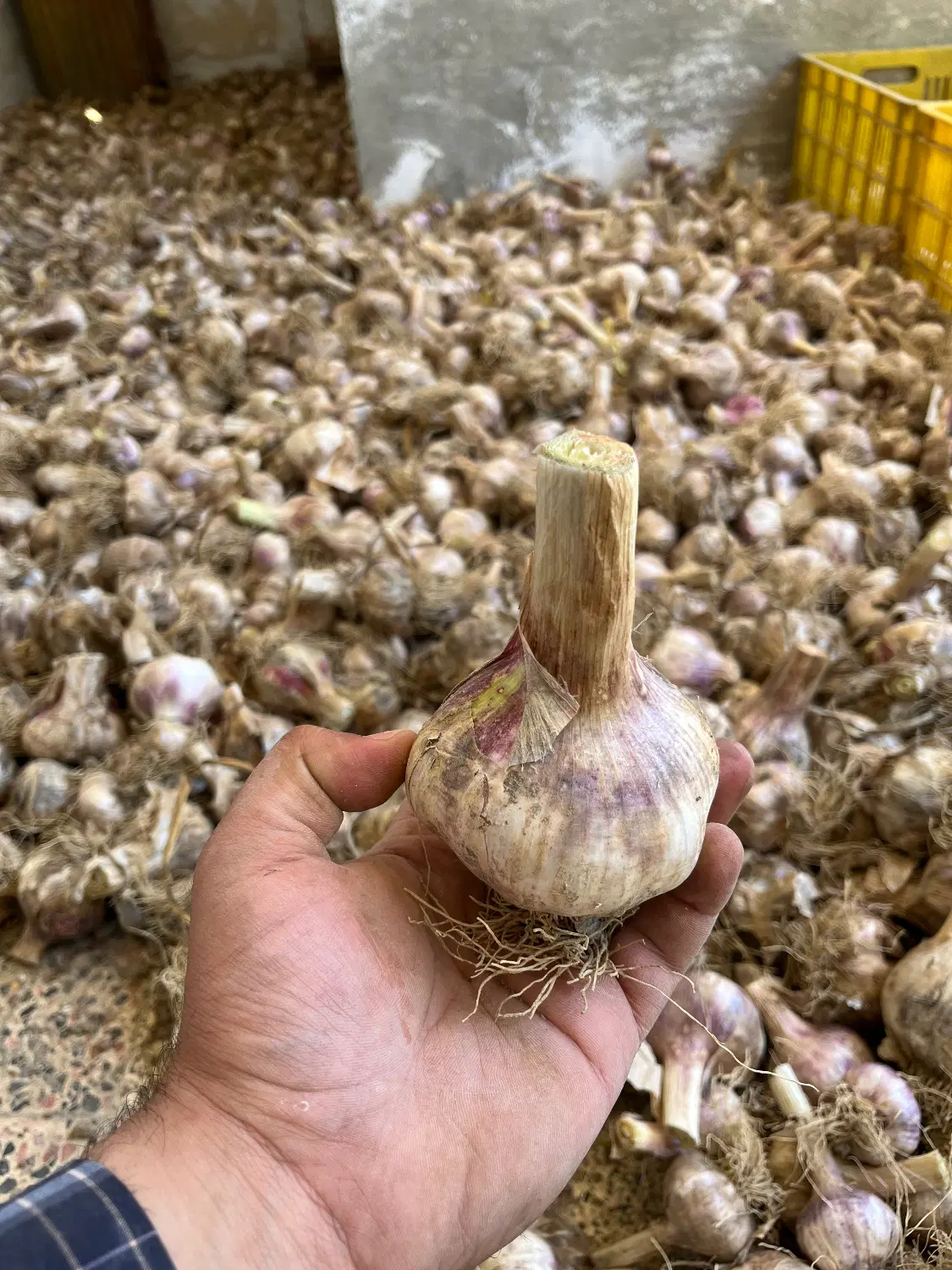 سیرمحلی|خوردنی و آشامیدنی|نکا, |دیوار