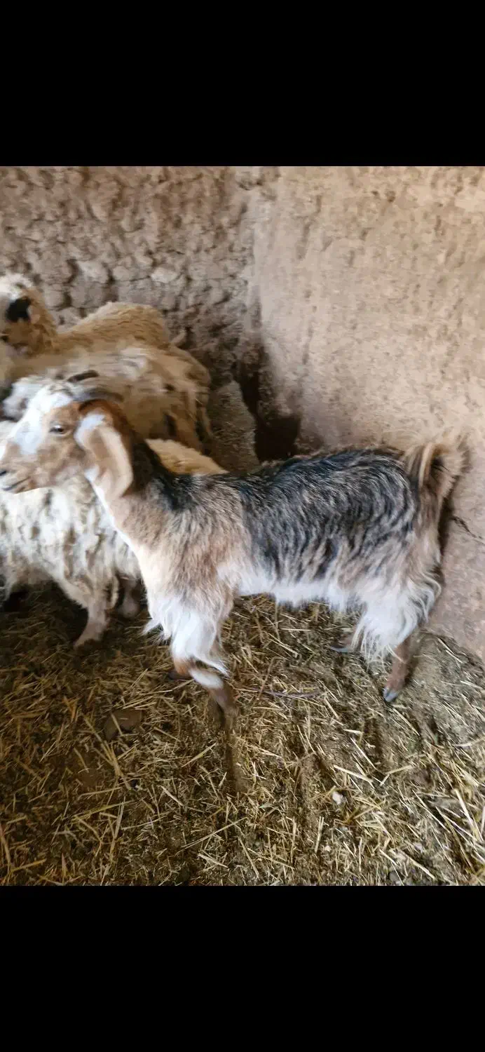 فروش ۴راس بز|حیوانات مزرعه|آباده, |دیوار