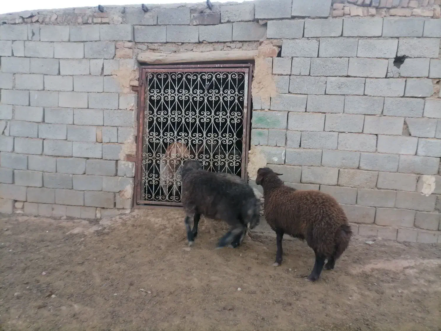 دوعدد بره نر هترو|حیوانات مزرعه|تربت جام, جلگه موسی آباد|دیوار