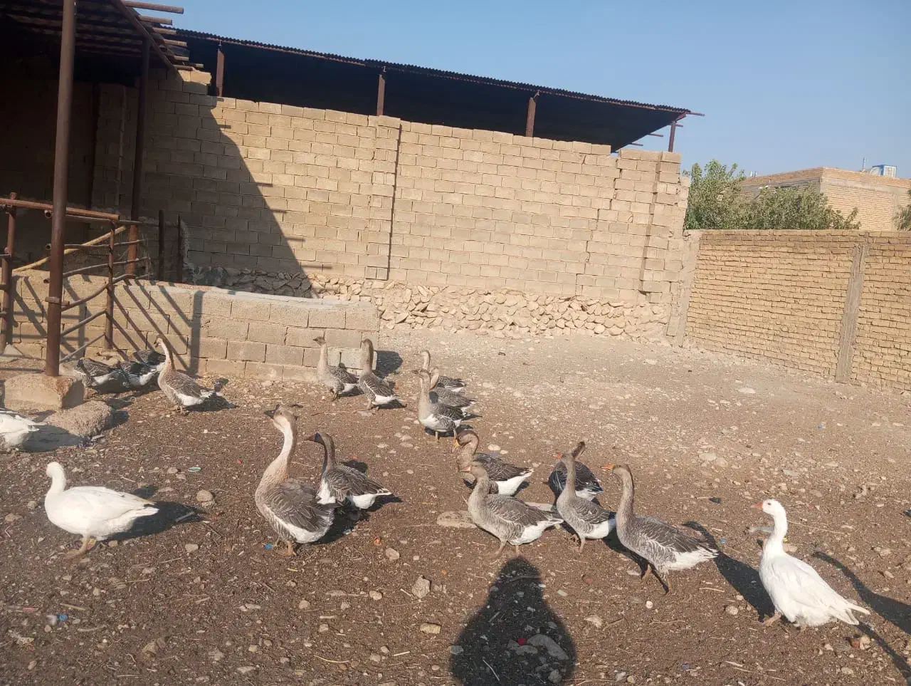 قو غاز و غاز|حیوانات مزرعه|شیراز, محمودآباد|دیوار