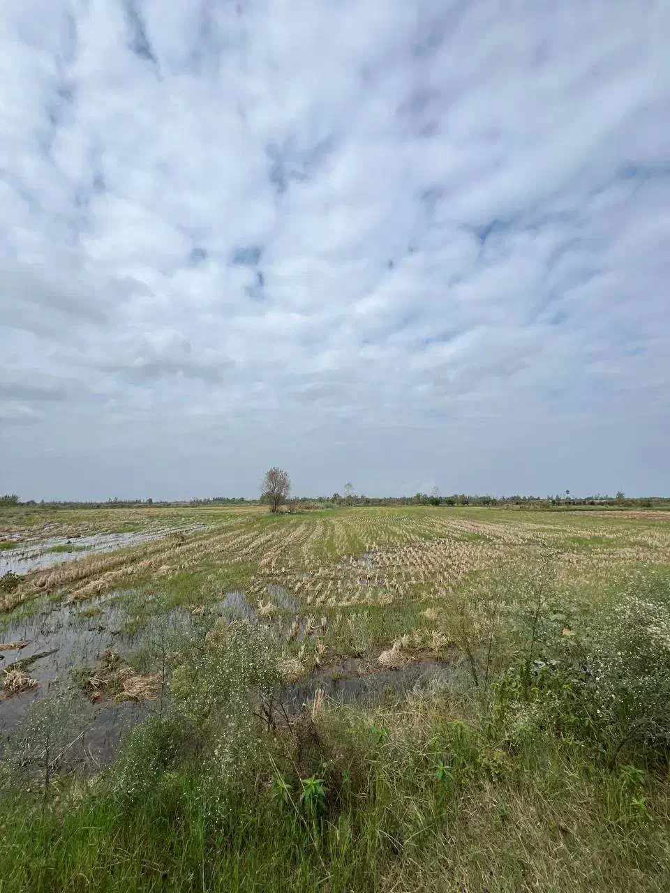 فروش زمین برنج کاری با2تن عملکرد/برجاده اصلی|فروش زمین و ملک کلنگی|رودبنه, |دیوار