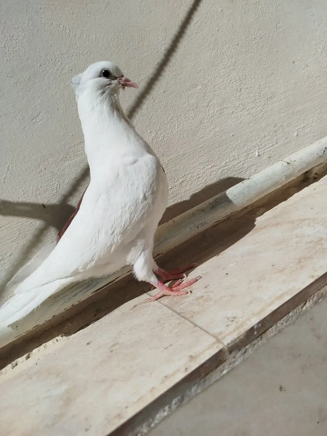 سه عدد کبوتر|پرنده|خرم‌آباد, |دیوار