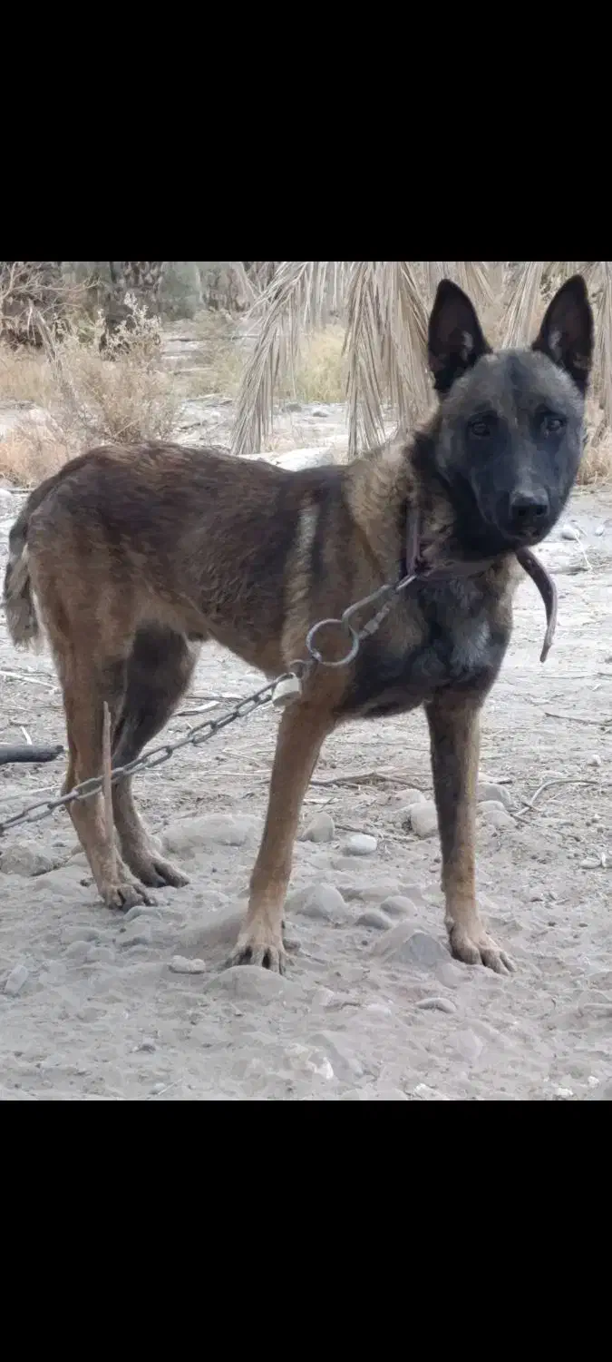 سگ مالینیوز|سگ|جیرفت, |دیوار