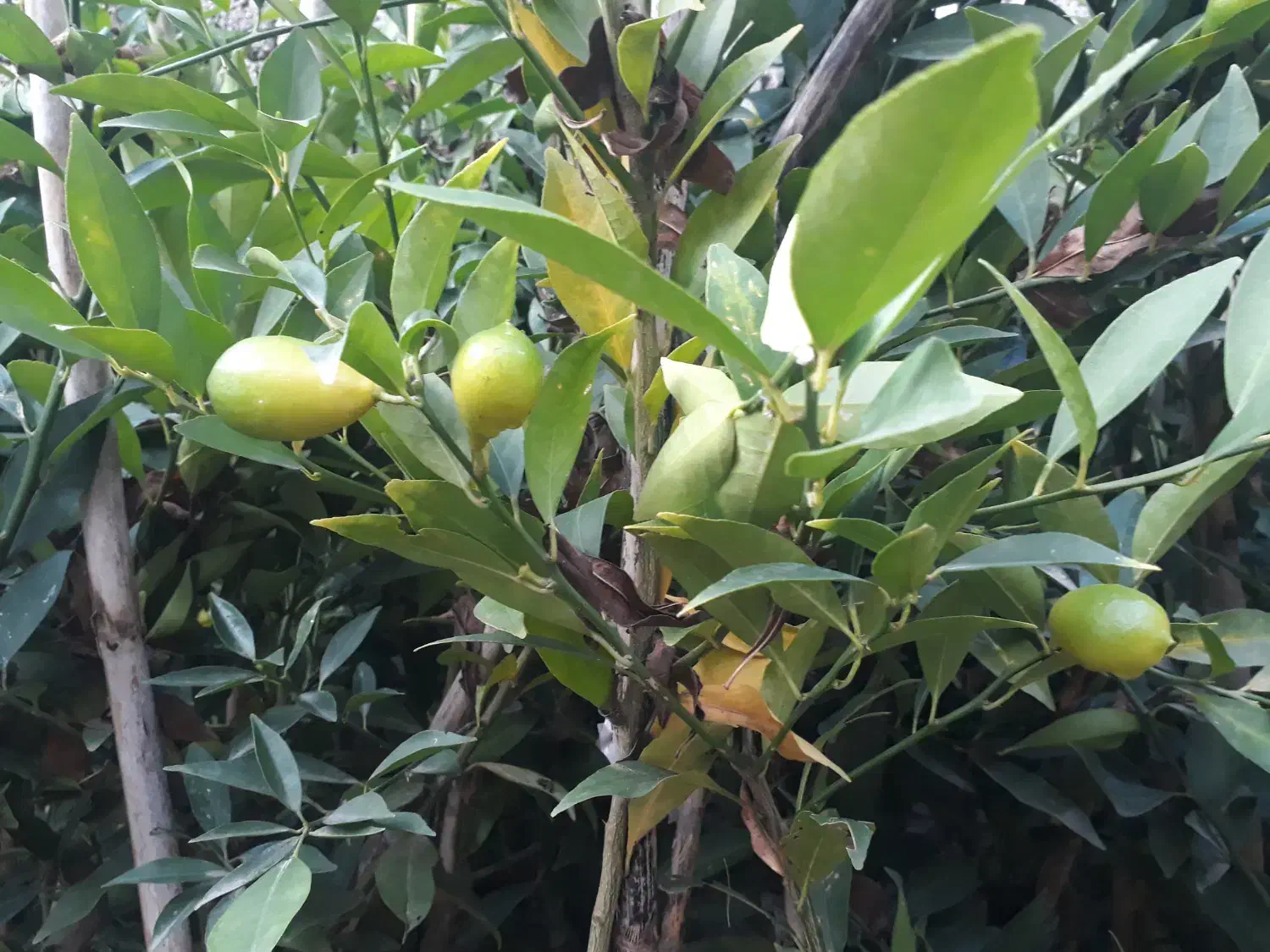 نهال لیموترش لایم کوات قیمت ۳۹۰۰۰۰|خدمات باغبانی و درختکاری|ارطه, |دیوار