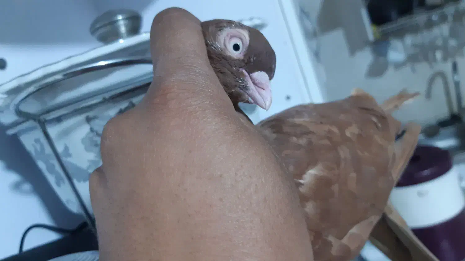 صرب سرخ ابادانی|پرنده|شیراز, شهرک مهرگان|دیوار