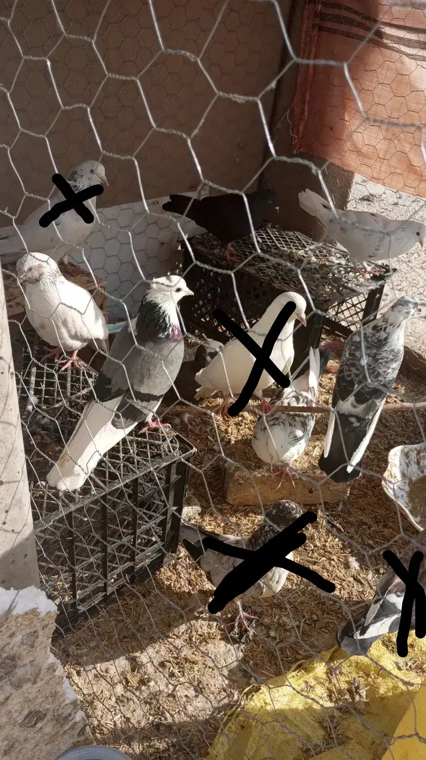 کبوتر|پرنده|طارم (زنجان), |دیوار