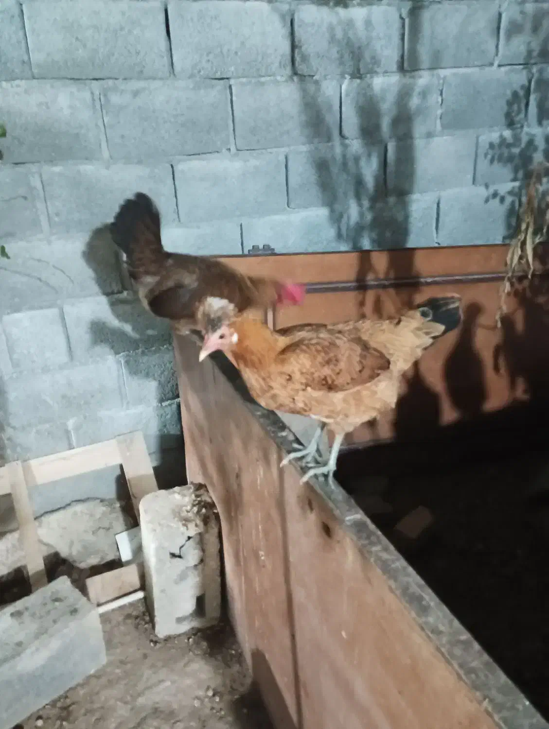 فروش مرغ محلی اصیل تخم گذار|حیوانات مزرعه|لامرد, |دیوار