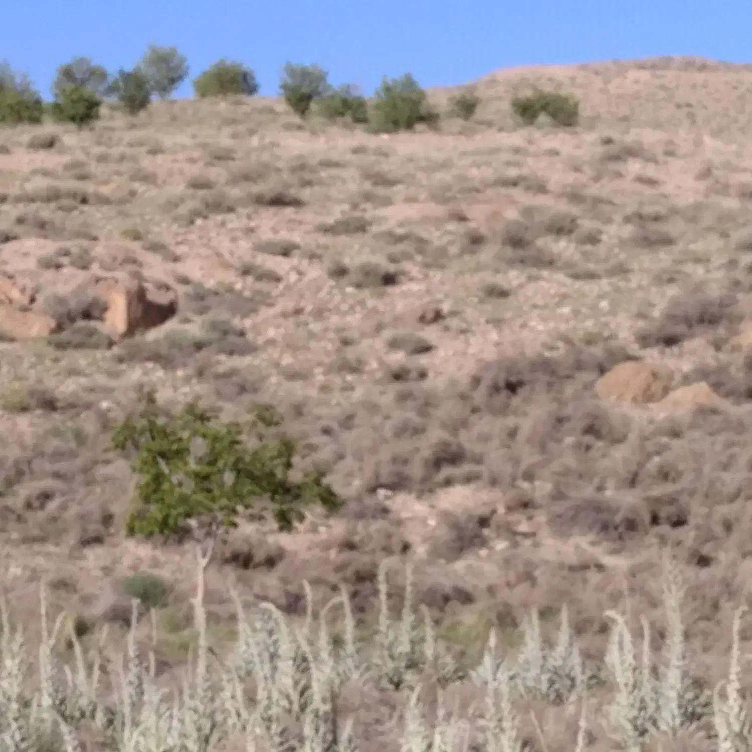 زمین سبزه زارمناسب خانه باغ|فروش دفتر صنعتی، کشاورزی، تجاری|اقلید, |دیوار