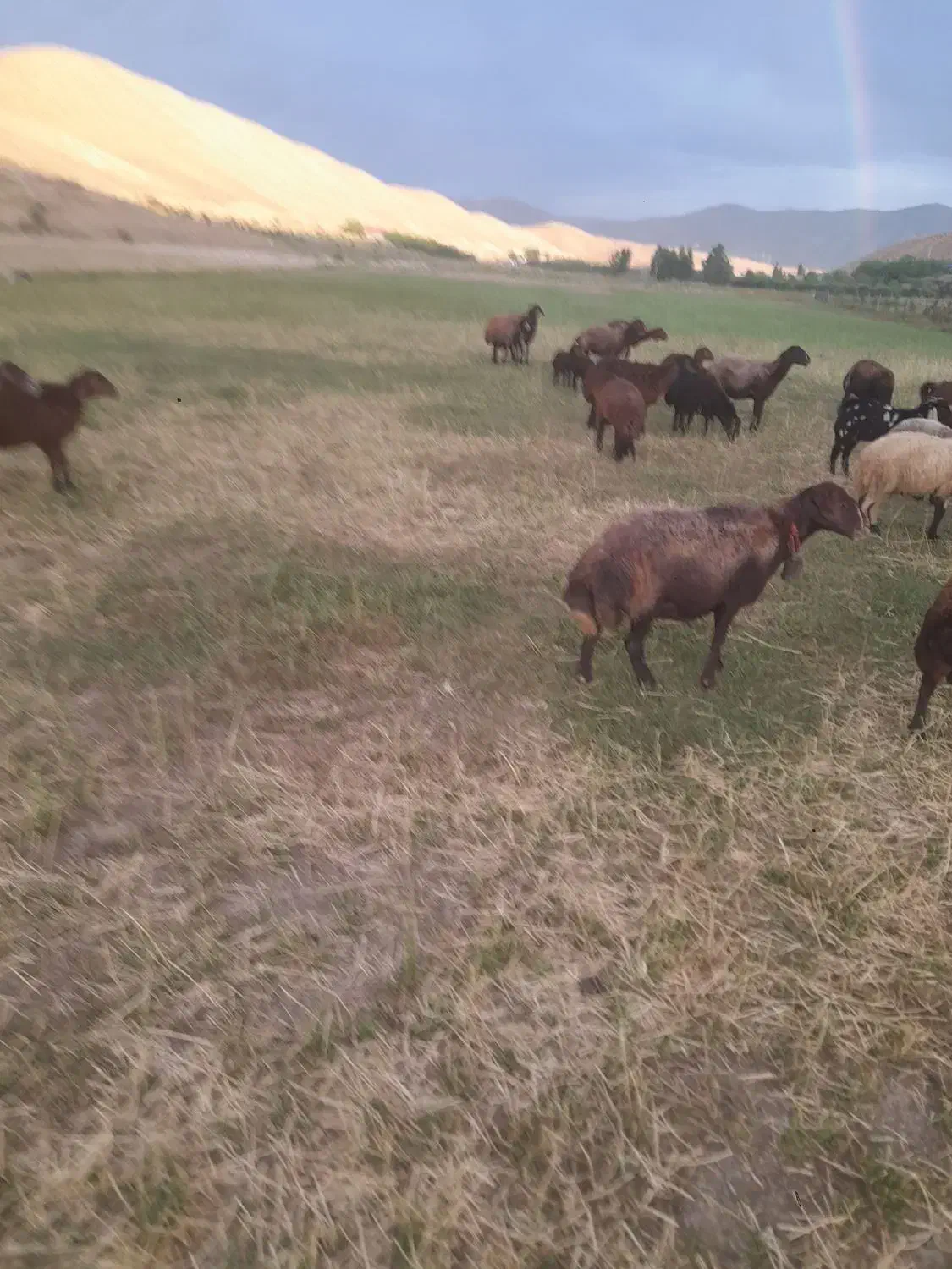 میش داشتی|حیوانات مزرعه|فیروزکوه, |دیوار