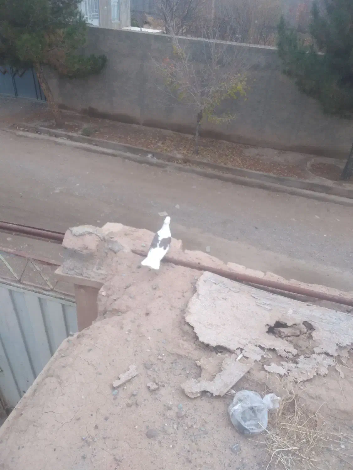 کبوتر پشت|پرنده|نیشابور, ریوند|دیوار