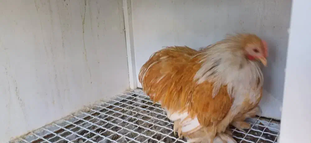 خروس کوشین رنگ لمون|حیوانات مزرعه|اردکان, |دیوار