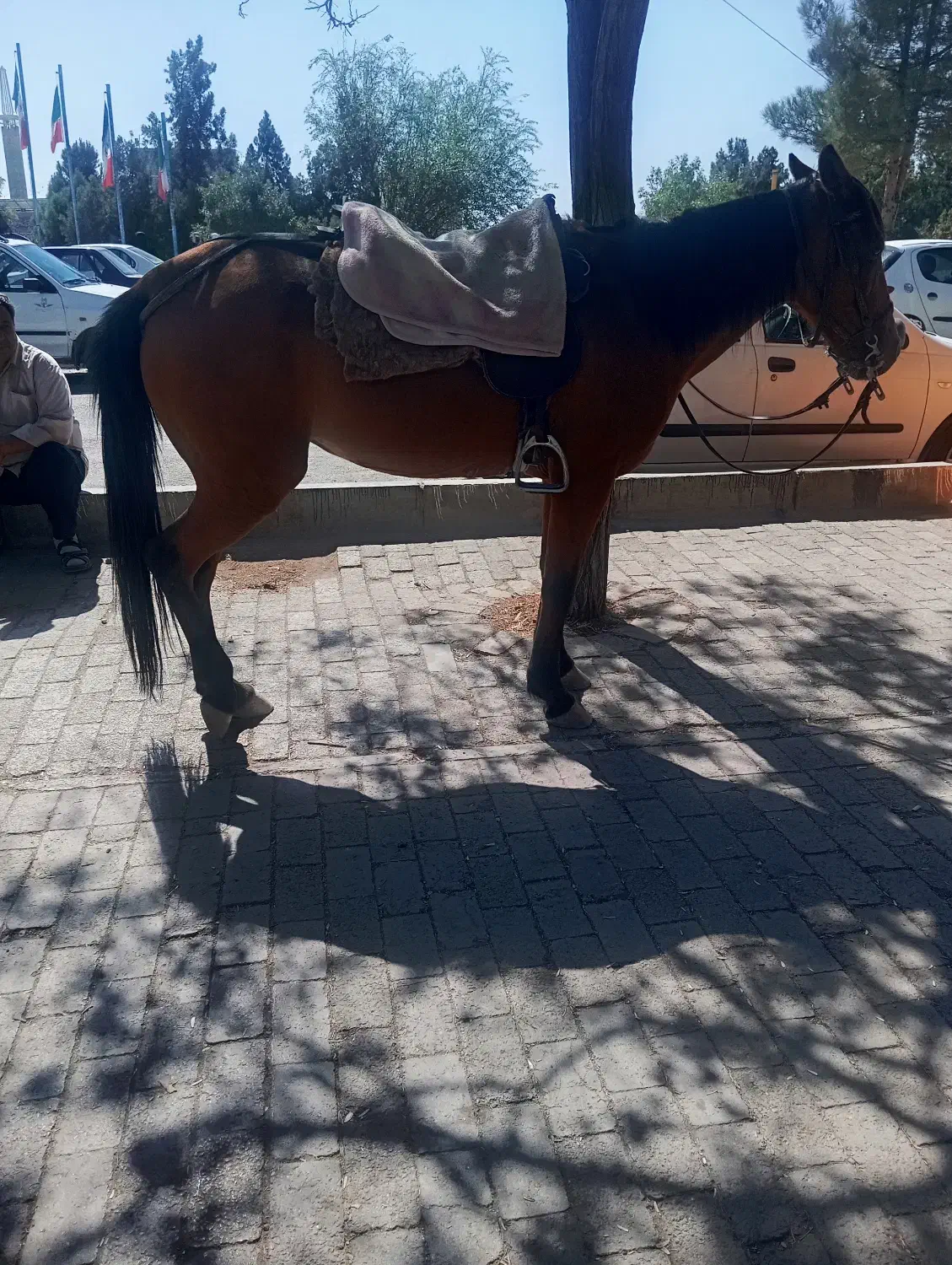 سلام اسب مادیان اروم|اسب و تجهیزات اسب‌سواری|مشهد, گنبدواز|دیوار