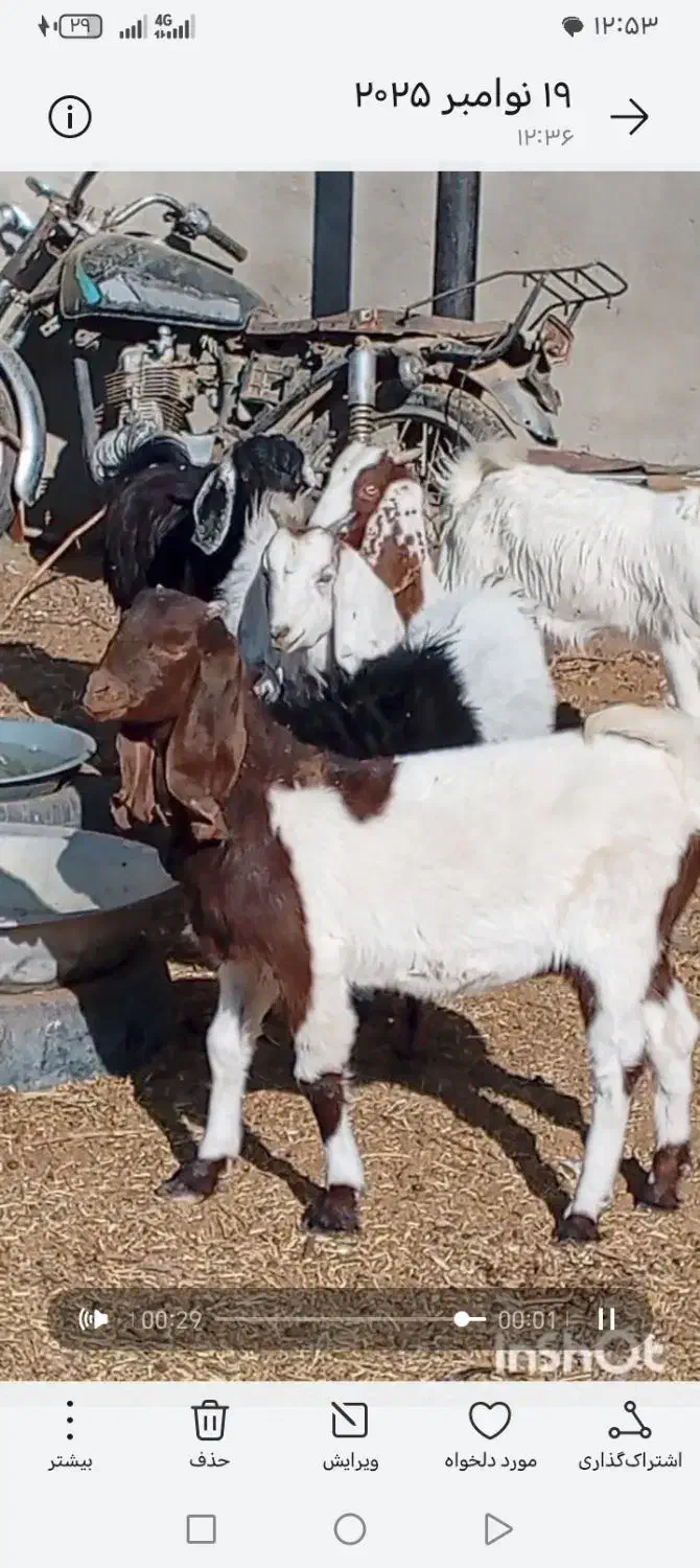 فروش 9راس بزغاله دورگ پاکستانی|حیوانات مزرعه|بردسکن, |دیوار