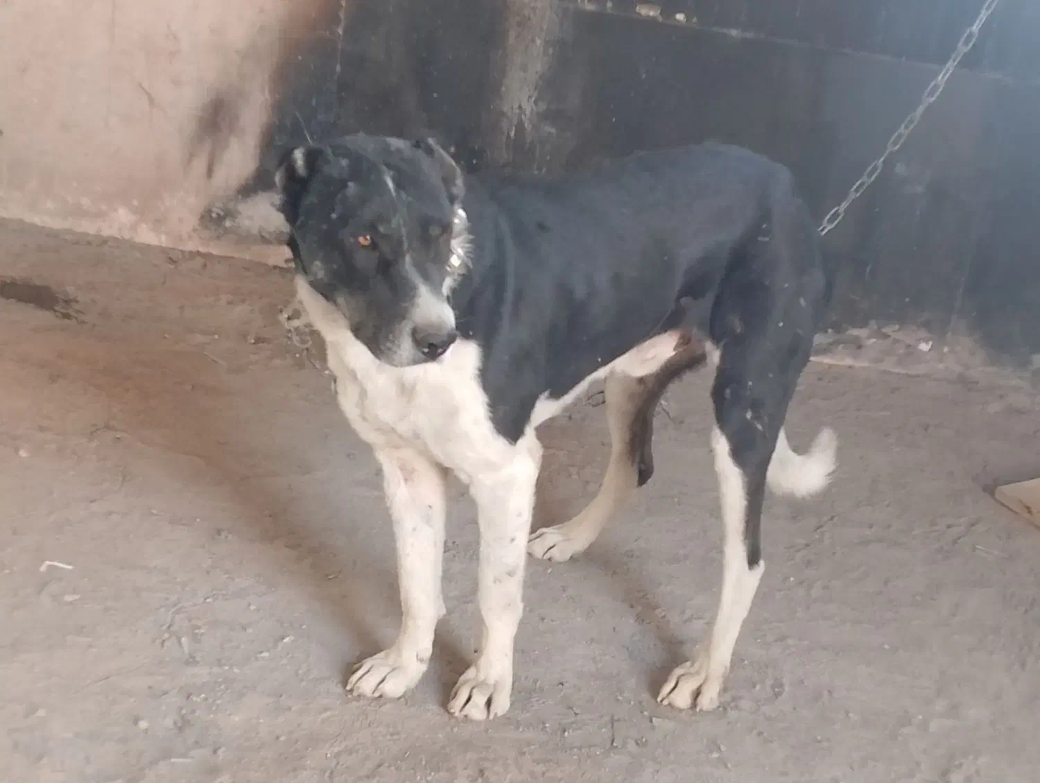 سگ افغان و سرابی|سگ|مشهد, همت آباد|دیوار