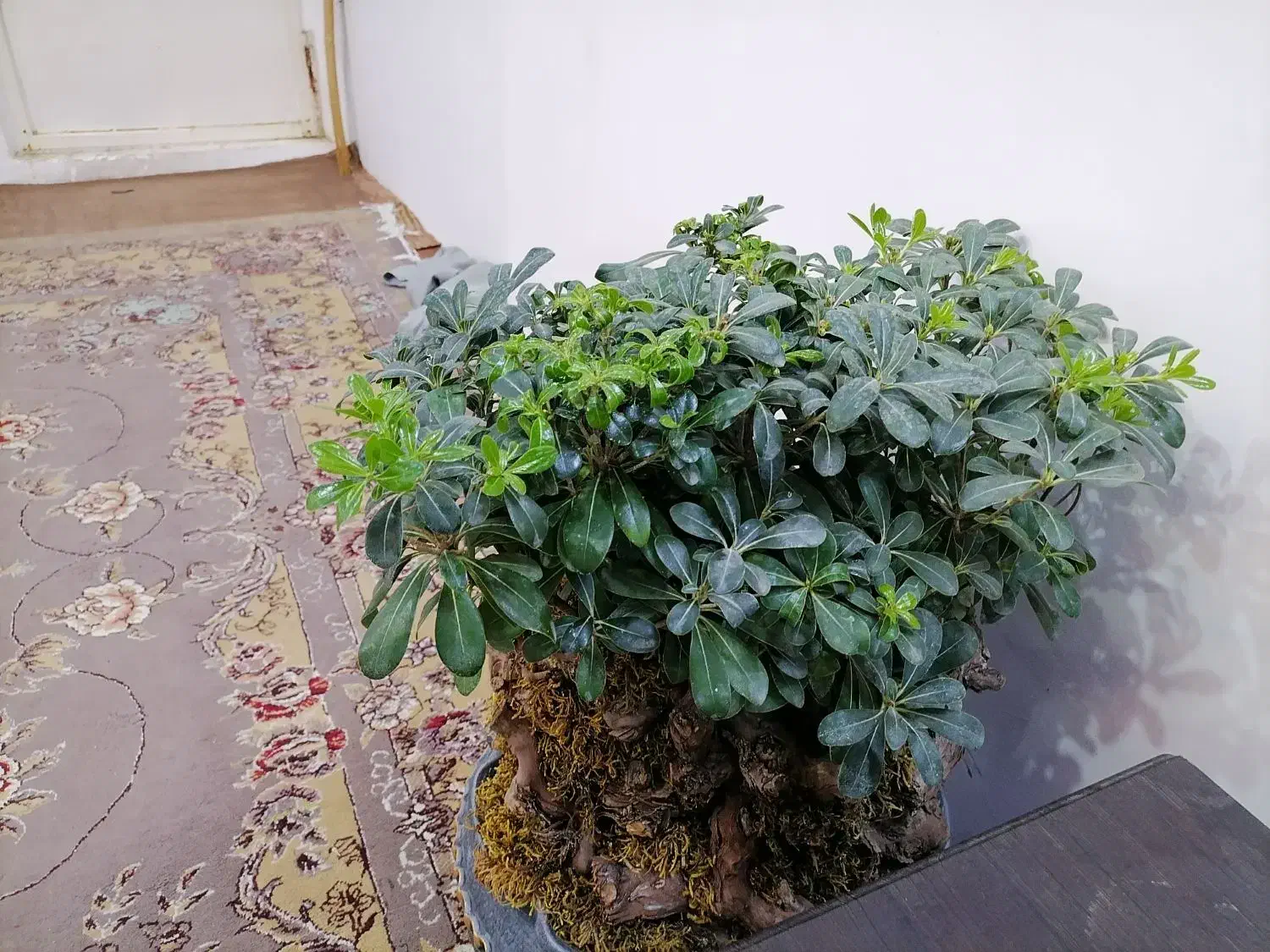 بونسای میخک|گل و گیاه طبیعی|مشهد, کوی دروی|دیوار