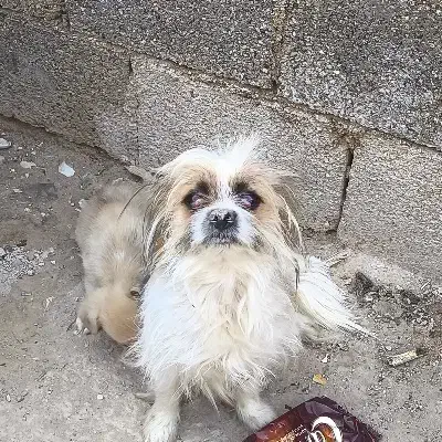 سگ...|سگ|بندر گناوه, |دیوار