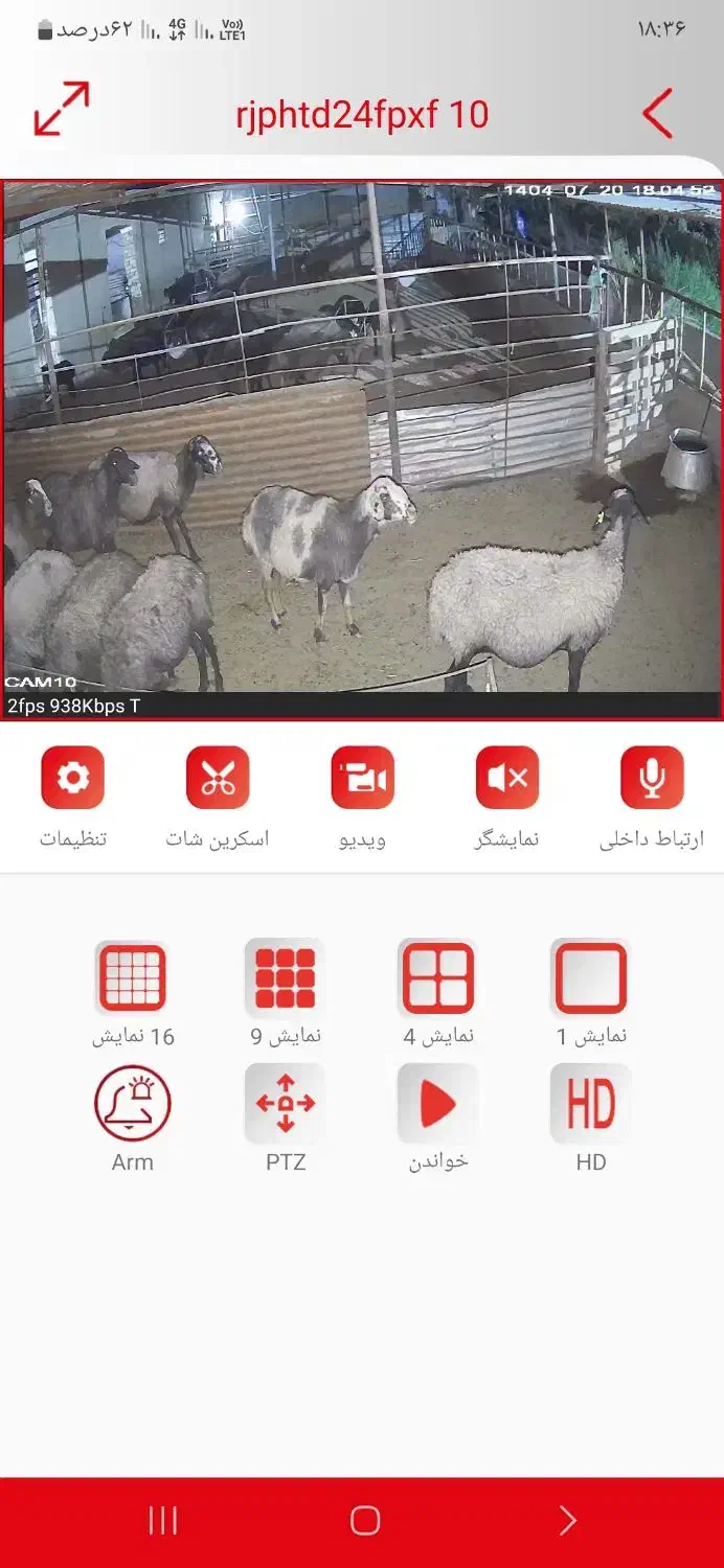 میش بره دار|حیوانات مزرعه|بوئین زهرا, |دیوار