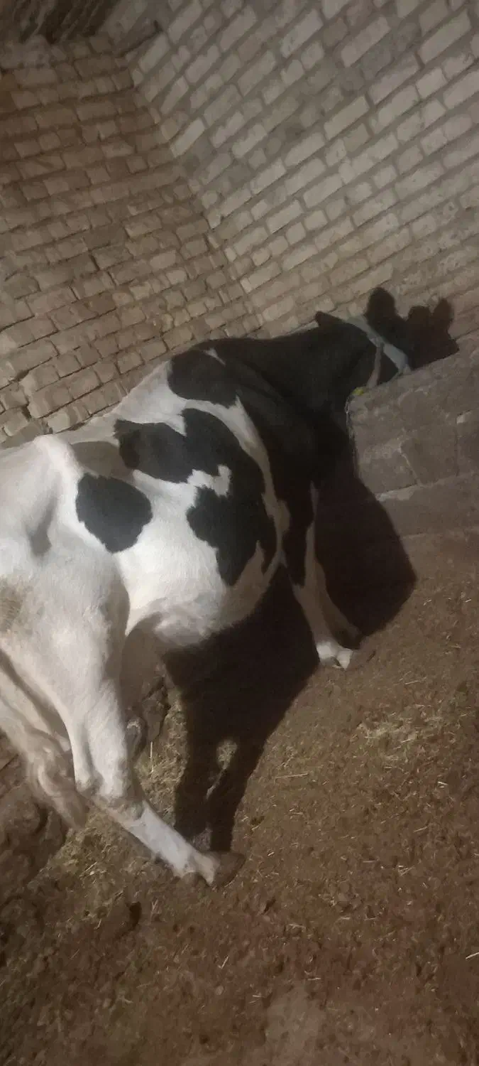 گاو|حیوانات مزرعه|ایجرود, |دیوار