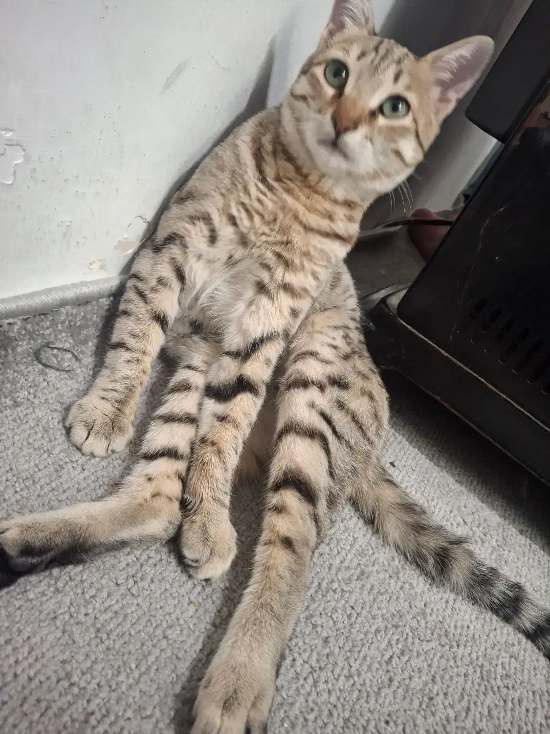 واگذاری گربه رایگان|گربه|قدس, شهر‌قدس|دیوار