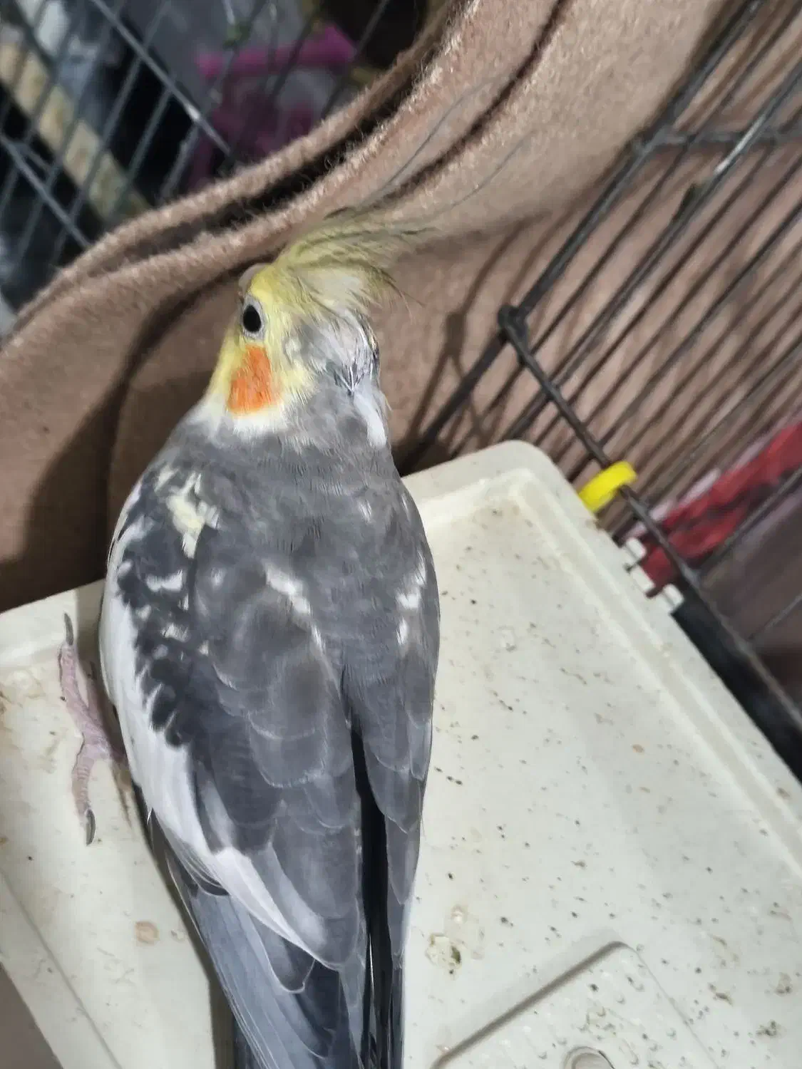 عروس هلندی سخنگو|پرنده|ماهدشت, |دیوار