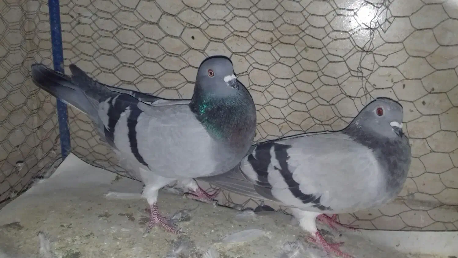 کبوتر|پرنده|آبیک, |دیوار