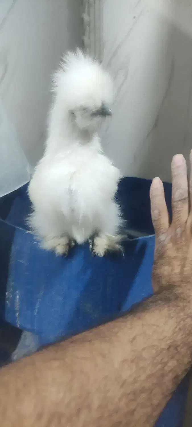 جوجه ابریشمی یک ماهه|حیوانات مزرعه|اهواز, کوی باهنر|دیوار