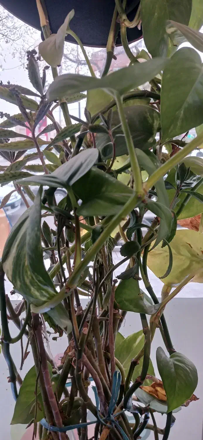 ویلایی دربست|اجارهٔ خانه و ویلا|هشتگرد, هشتگرد قدیم|دیوار