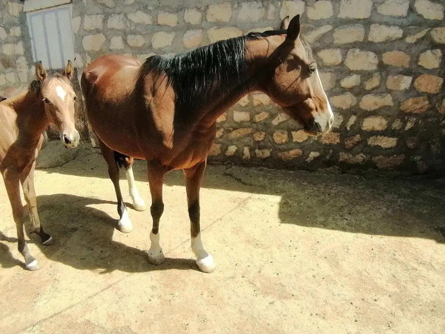 مادیون کرد|اسب و تجهیزات اسبسواری|کوهدشت, |دیوار