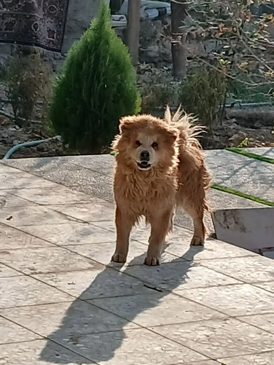 سگ چاوچاو|سگ|اصفهان, امیرعرب|دیوار