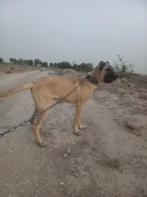 توله سگ سرابی|سگ|بهارستان, |دیوار