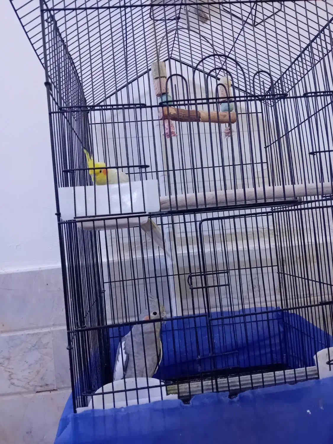 عروس هلندی|پرنده|قم, شهرک توانیر|دیوار