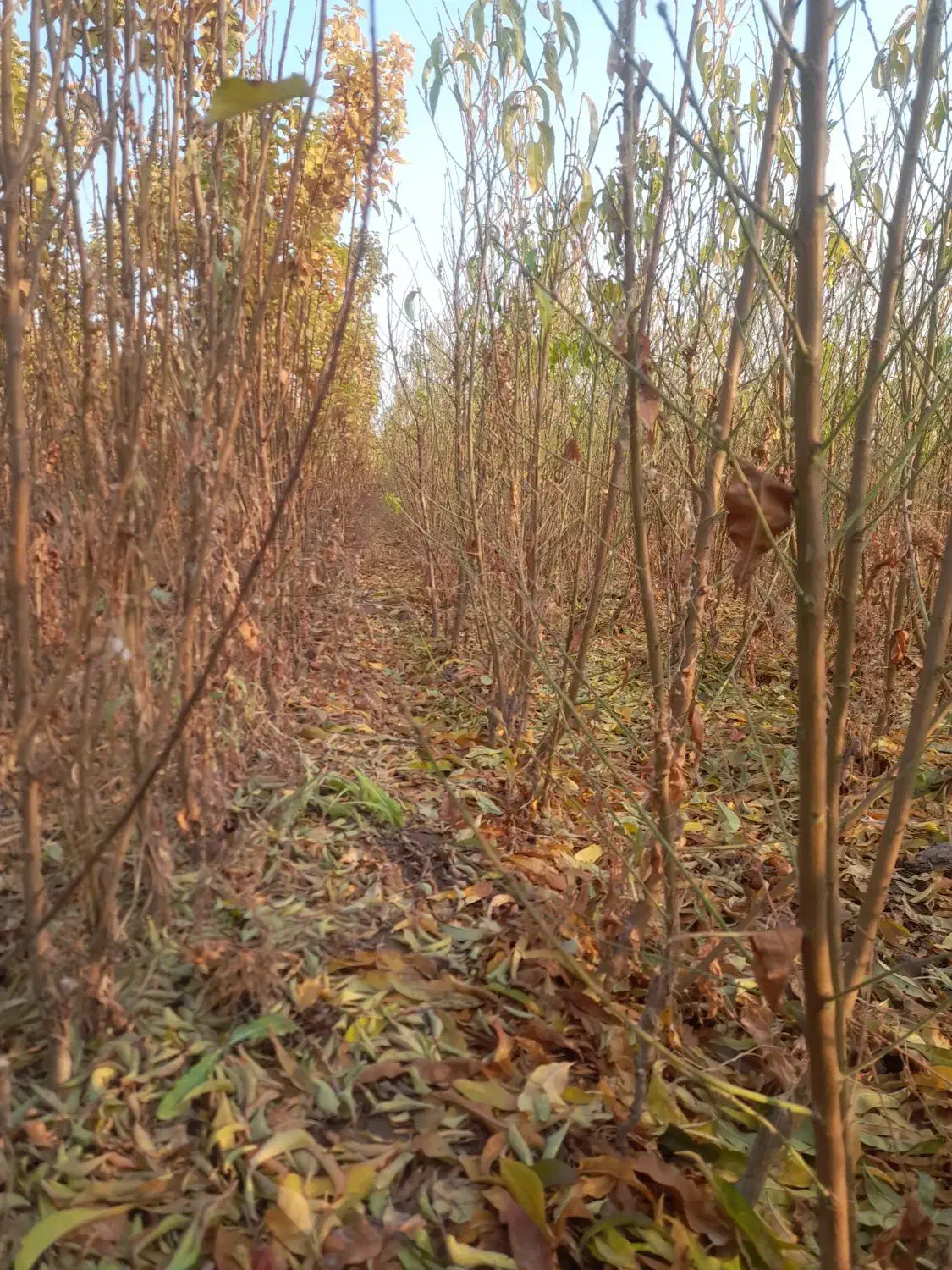 نهالستان|حراج|خسروشاه, |دیوار