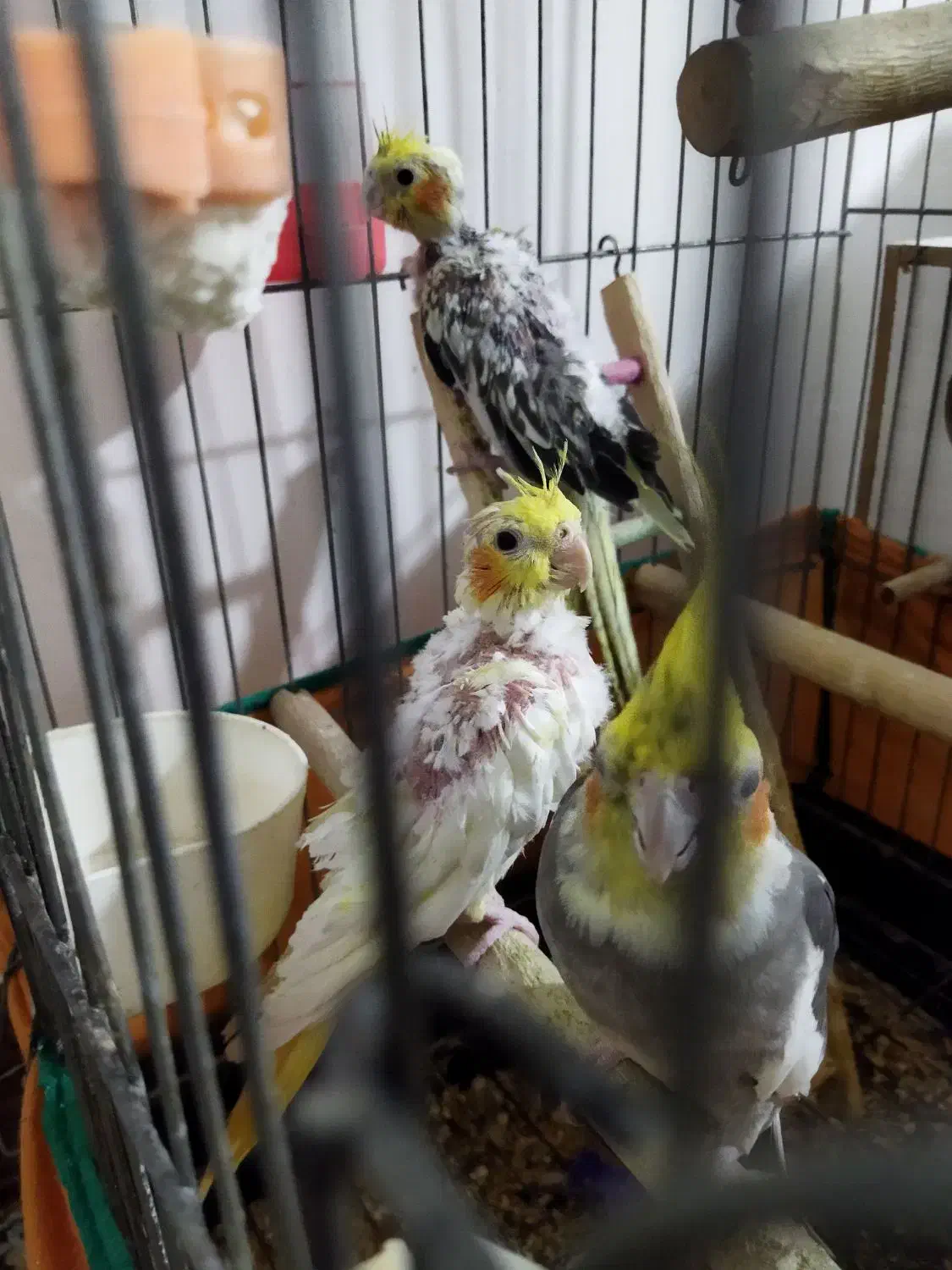 جوجه عروس هلندی|پرنده|پاکدشت, پاکدشت (مامازند)|دیوار