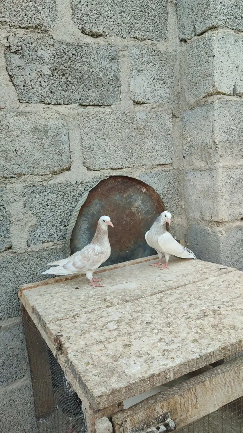 پتی والا|پرنده|پارسیان, |دیوار