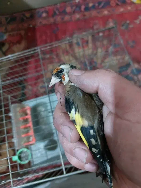 سهره ماده رام خیلی آرام جوجه قفس سه ساله قفس|پرنده|اردبیل, |دیوار