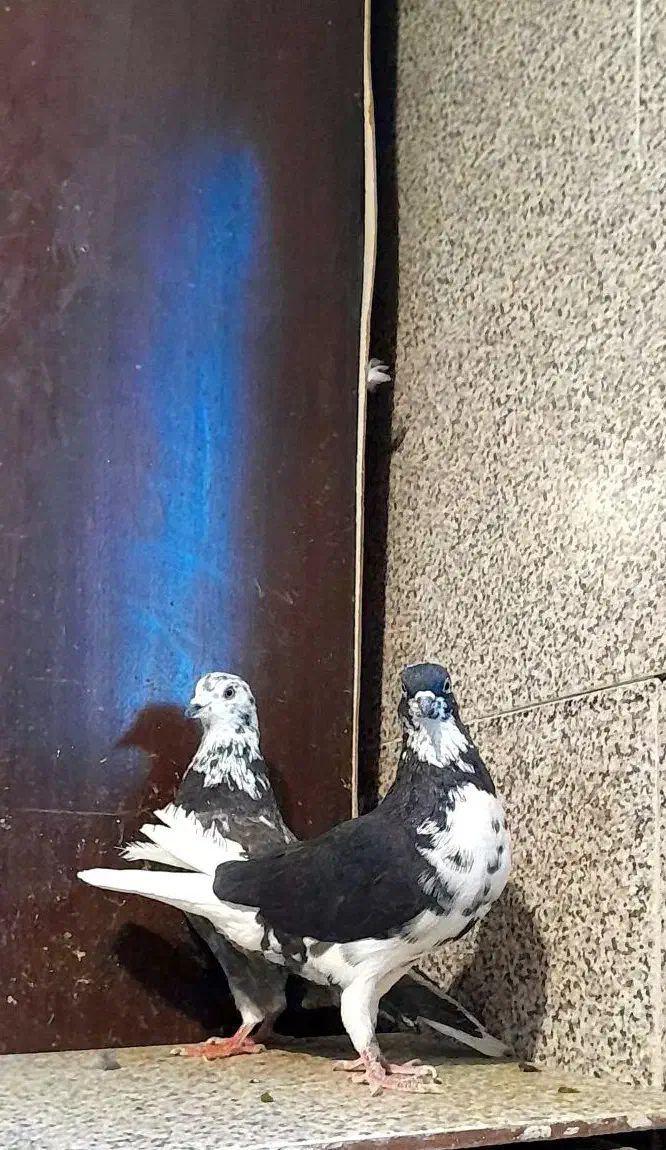 کفتر قاره دم سفید|پرنده|ملایر, |دیوار