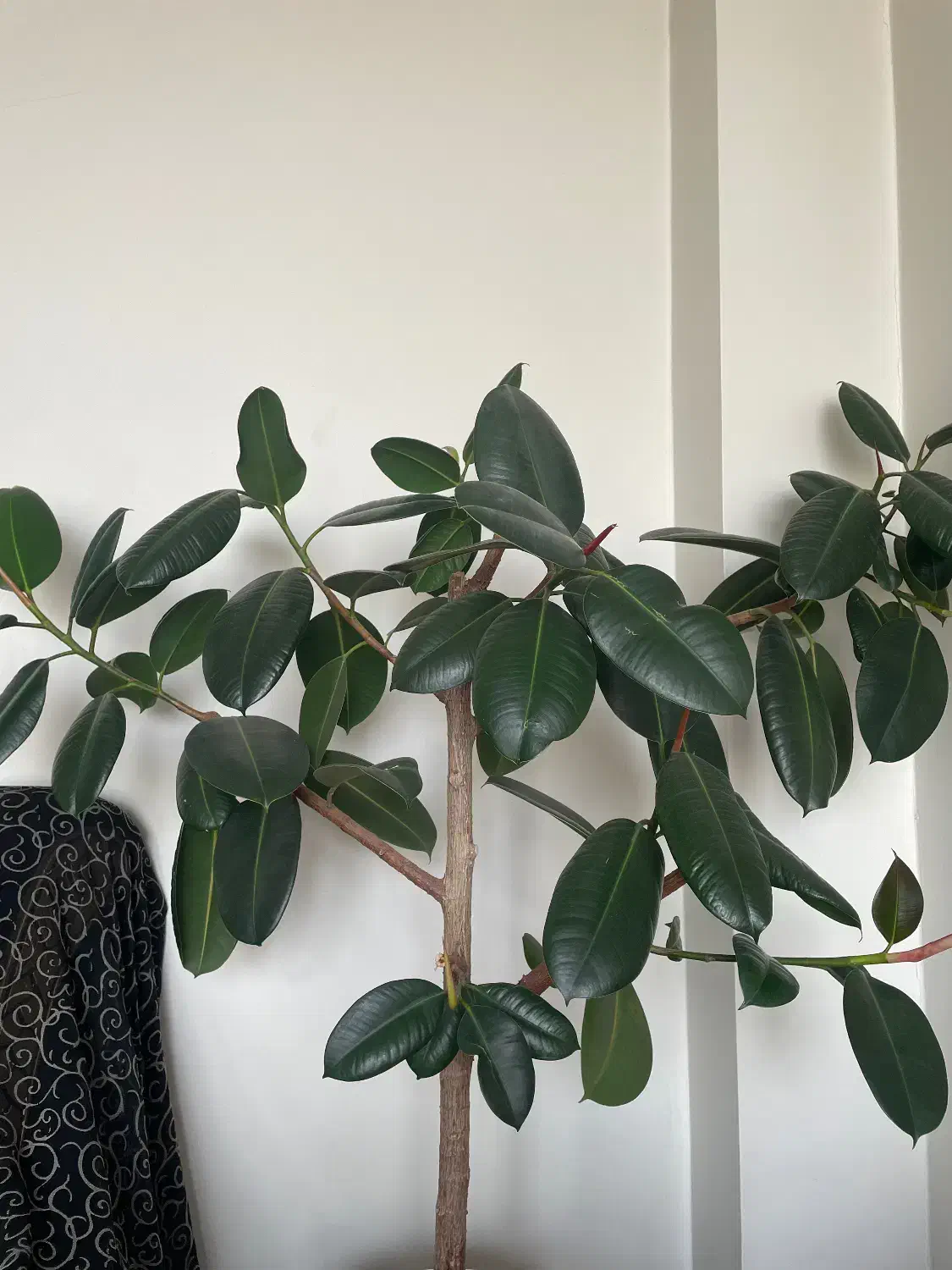 درختچه|گل و گیاه طبیعی|مراغه, |دیوار